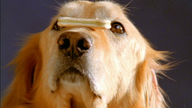 近距离缩小金毛猎犬与狗饼干在它的鼻子上抓住它在它的嘴+吃它视频下载