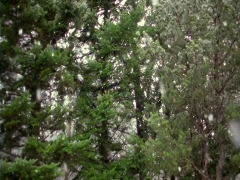 松树前的低角度雪/华盛顿视频素材