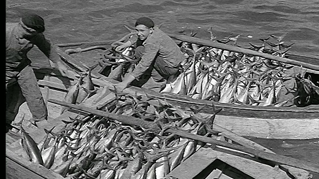 法国布列塔尼，1930年代的高角度PAN渔民正在卸载两艘装满鱼的小渔船视频下载