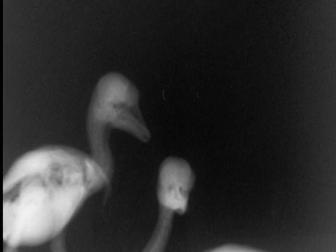 B/W x射线两只年轻的鸭子环顾四周+谈话视频素材