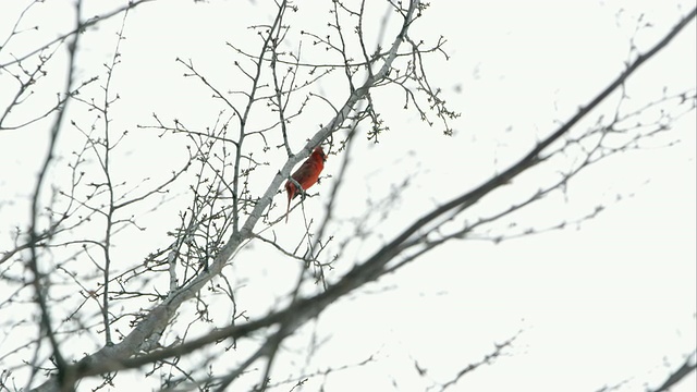 一只红雀在树上鸣叫的慢动作静态镜头。视频下载