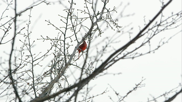 一只红雀在树上鸣叫的慢动作静态镜头。视频下载