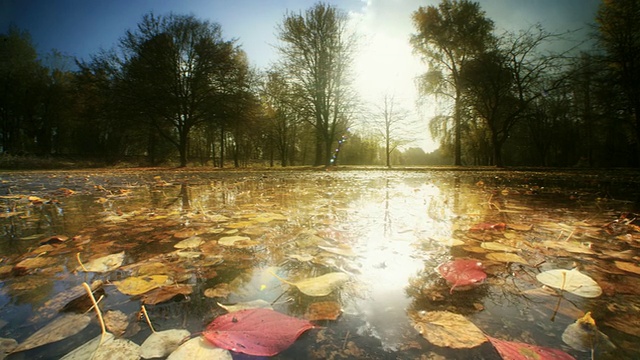 池塘倒映着秋色的树木视频素材