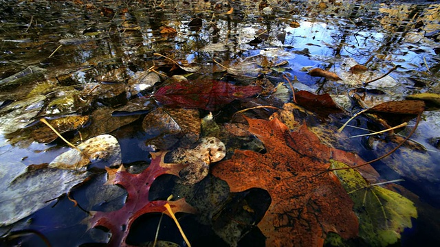 池塘倒映着秋色的树木视频素材