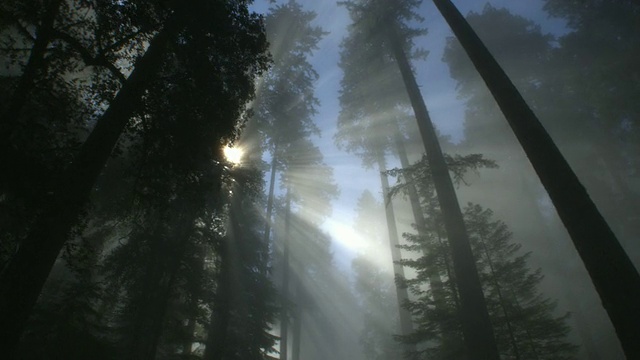 红杉林中的光线和雾视频素材