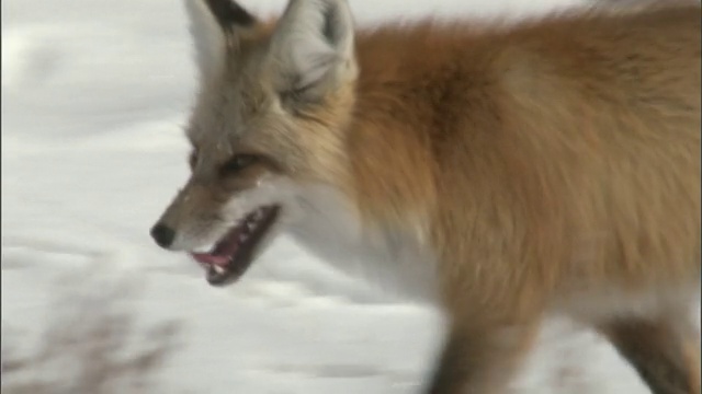 红狐(Vulpes Vulpes)在雪地上小跑，黄石，怀俄明州，美国视频素材