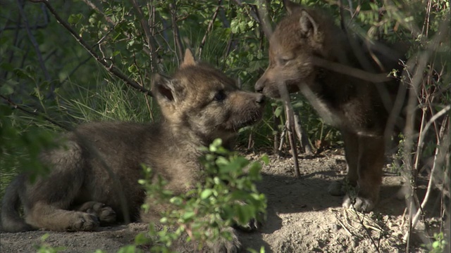 美国黄石公园，窝外的灰狼幼崽视频素材