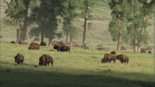 美国黄石公园的一群野牛在草地上吃草视频素材