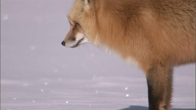 红狐(Vulpes Vulpes)坐在雪地上，黄石，美国视频素材