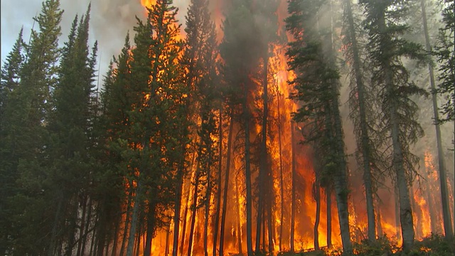 在美国黄石公园的森林里，大火在燃烧，浓烟在飘动视频下载