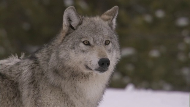 灰狼在雪地里，黄石，美国视频素材