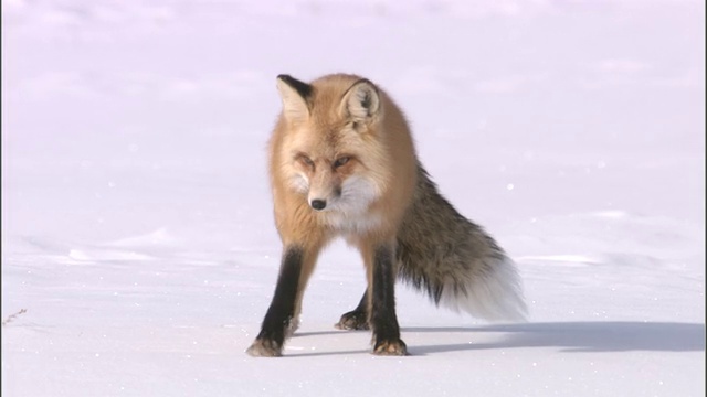 红狐(Vulpes Vulpes)在雪地里捕食啮齿动物，黄石，美国视频素材