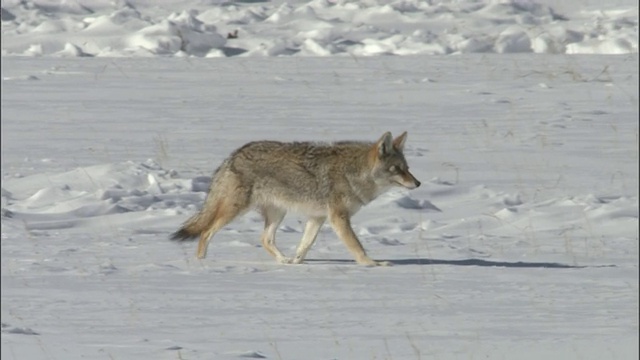 美国怀俄明州黄石公园，郊狼在雪地上小跑视频素材