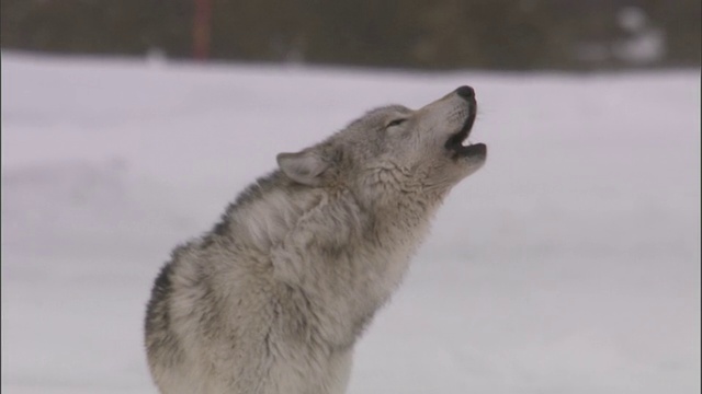 灰狼的嗥叫，黄石国家公园，美国视频素材
