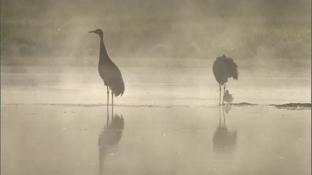 沙丘鹤(Grus canadensis)在雾湖上鸣叫，黄石国家公园，美国视频下载