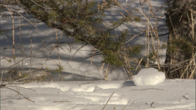 灰狼在雪地里奔跑，黄石公园，美国视频下载