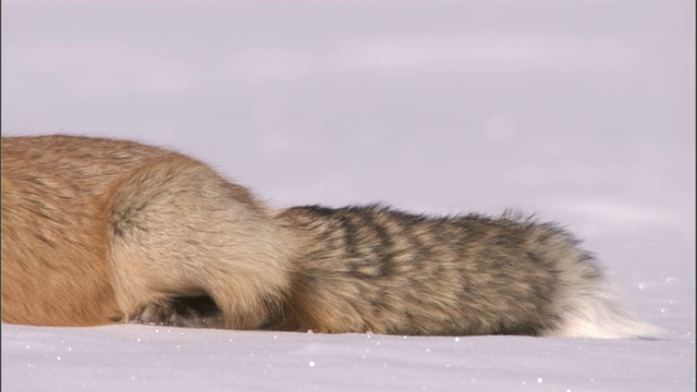 美国黄石公园，赤狐躺在雪地上休息视频素材