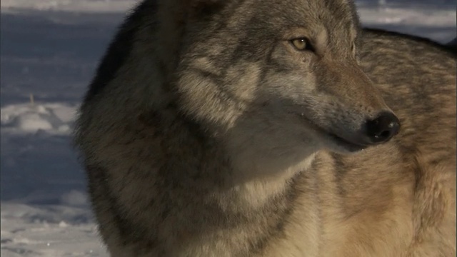 灰狼(Canis lupus)在雪域森林，黄石，美国视频素材