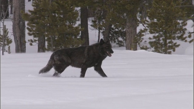 美国黄石公园，一只深灰色的狼在雪地上跋涉视频素材