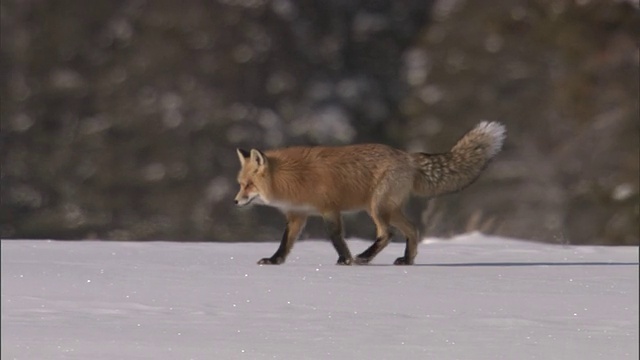 红狐(Vulpes Vulpes)走在雪地上，黄石国家公园，美国视频素材