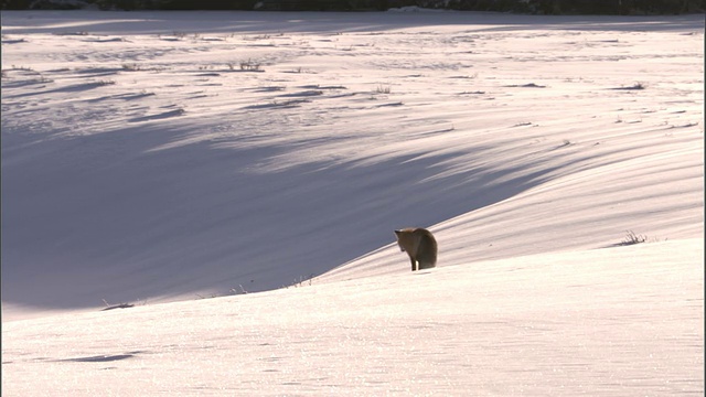 赤狐(Vulpes Vulpes)猛扑在啮齿类动物在雪，黄石，美国视频素材