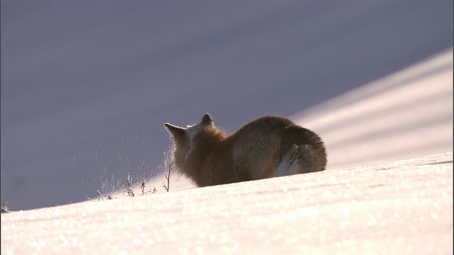 红狐(Vulpes Vulpes)在雪地里捕食啮齿动物，黄石，美国视频素材