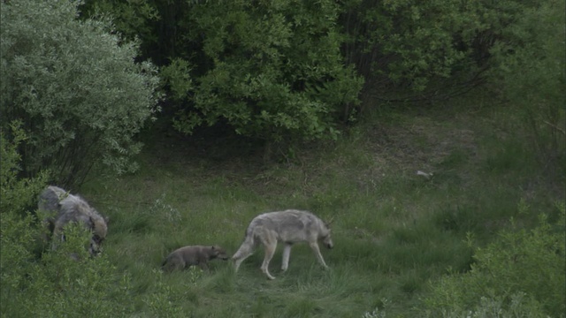 美国黄石公园森林空地上的灰狼和幼崽视频素材