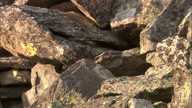 美国鼠兔(Ochotona princeps)从岩石上跑到洞穴，黄石国家公园，美国视频下载