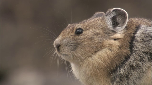 美国鼠兔(Ochotona princeps)新郎，黄石，美国视频下载