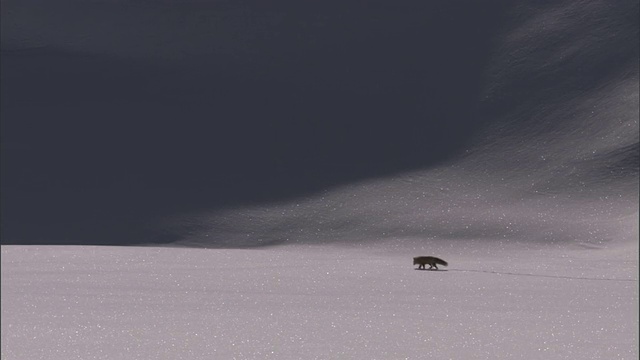 狩猎红狐(Vulpes Vulpes)穿越雪，黄石，美国视频素材