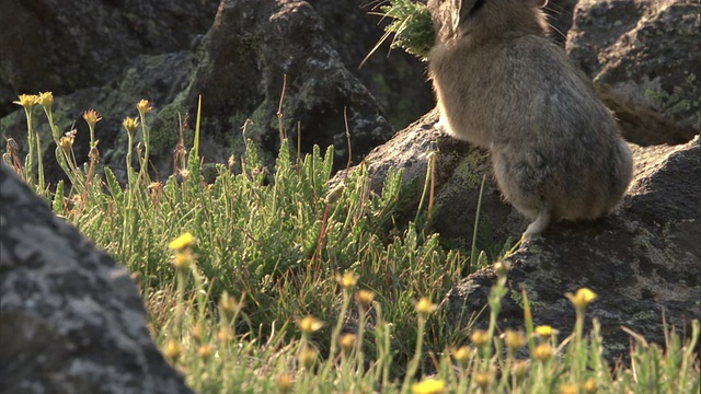 美国鼠兔饲料，黄石公园，美国视频下载