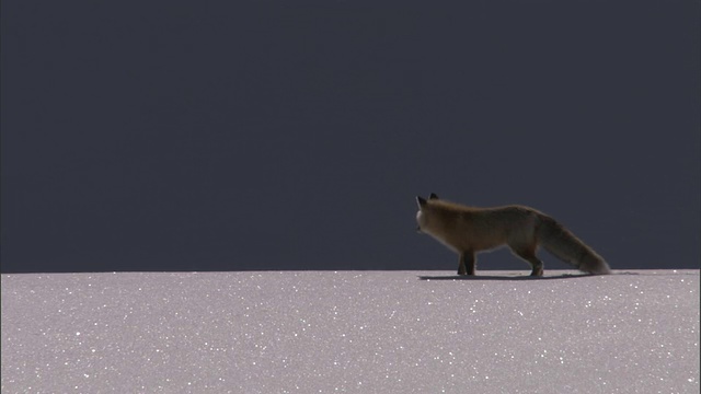 狩猎红狐(Vulpes Vulpes)穿越雪，黄石，美国视频素材