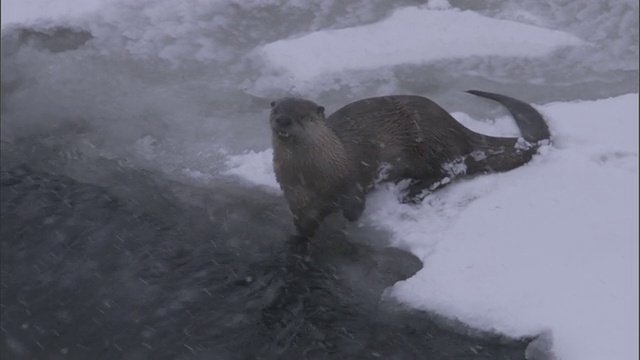 美国黄石公园，河獭在雪地里鸣叫视频下载