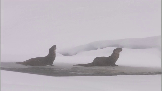 美国黄石公园，河獭(Lontra canadensis)在雪地里鸣叫视频下载