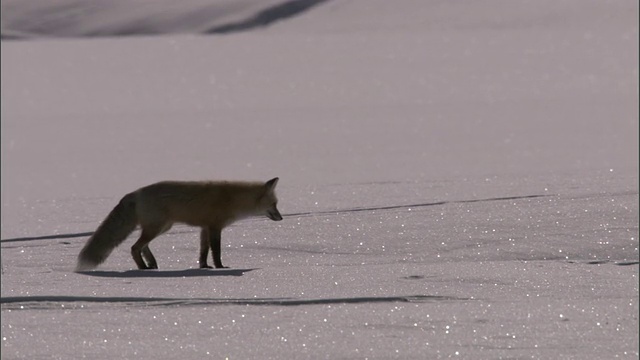 红狐(Vulpes Vulpes)在雪上捕食啮齿动物，黄石，美国视频素材