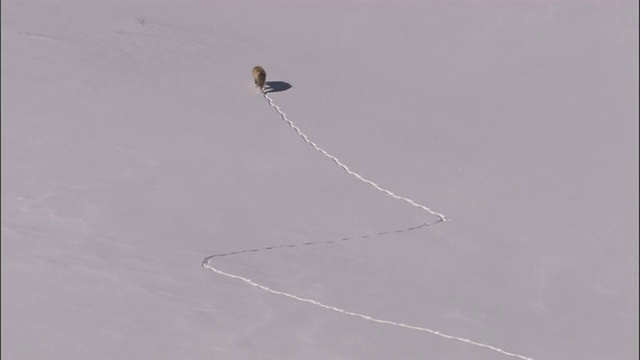 红狐(Vulpes Vulpes)在雪地上留下足迹，黄石公园，美国视频素材