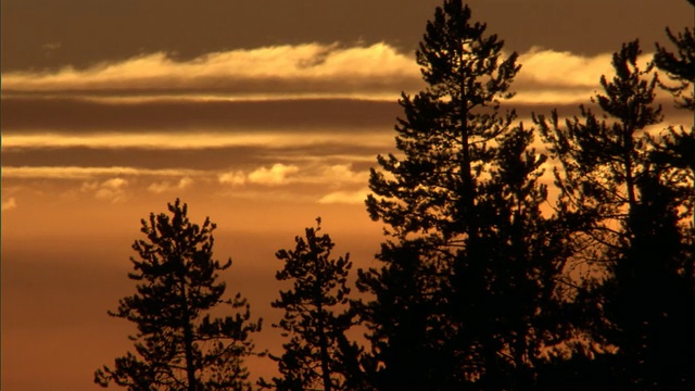 美国黄石公园，日落时，云朵飘过树木视频素材