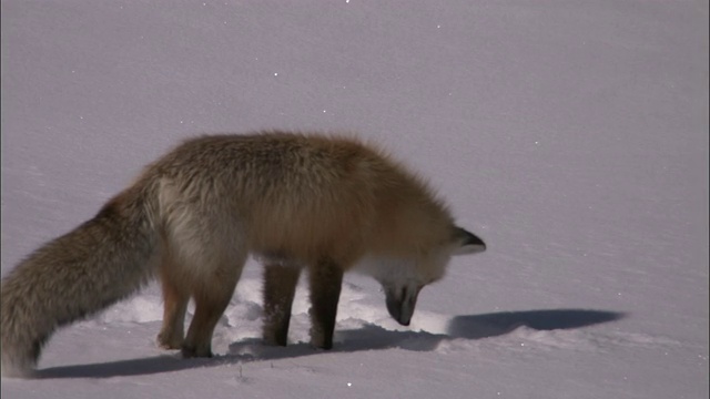 赤狐(Vulpes Vulpes)跃入雪地狩猎啮齿动物，黄石，美国视频素材