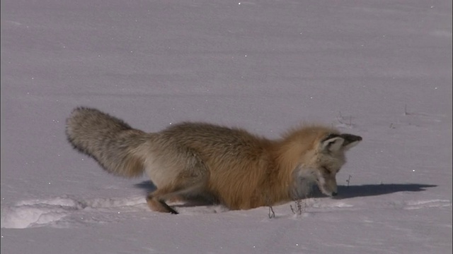 赤狐(Vulpes Vulpes)跃入雪中捕捉啮齿动物，黄石，美国视频素材