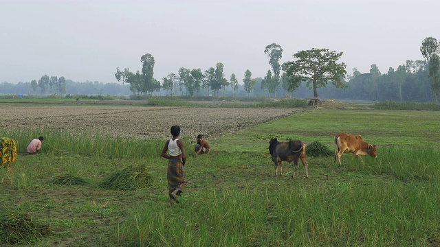 孟加拉国农村的农民正在收割歉收的水稻，我的洪水摧毁了这些作物，原因是气候变化和加剧了他们的贫困视频下载
