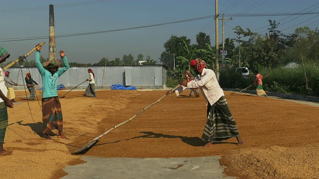 孟加拉国的工人用耙子把糙米铺在地上晒干视频下载