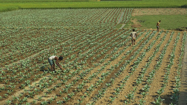 孟加拉国农村的农民用手灌溉新种植的菜花视频下载