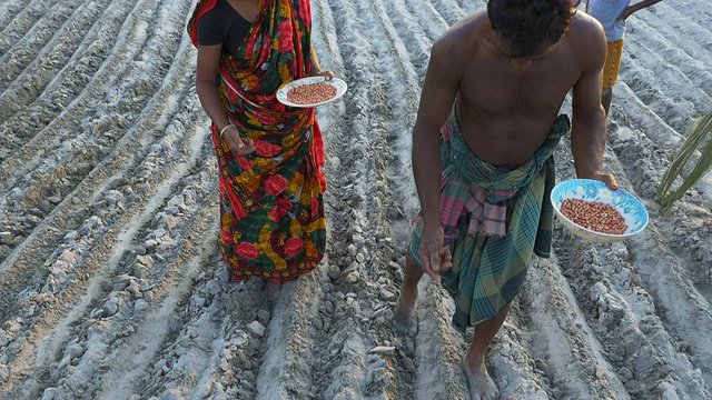 在孟加拉国的农村，农民们用手犁地，这片土地刚刚被河流退去的水位所显露出来，夕阳在三角洲上空的犁沟里种上了花生视频下载