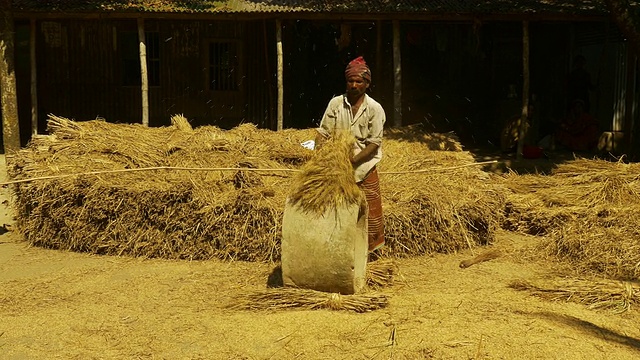 在孟加拉国的农村，一个穿着鲜艳纱丽的农场工人在用手打麦子视频下载