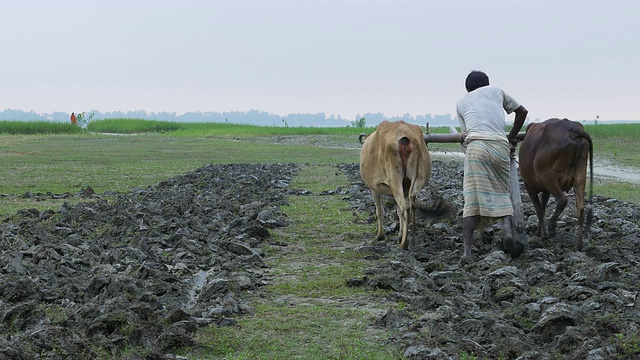 一位孟加拉国农村的卡穆纳河岸边的农民用一对牛在新鲜的土地上犁地播种视频下载