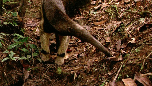 秘鲁坦波帕塔雨林地面上觅食的巨型食蚁兽视频素材