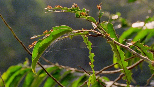 近距离观察切叶蚁在雨林中用蜘蛛网切割树叶/秘鲁的马努视频下载