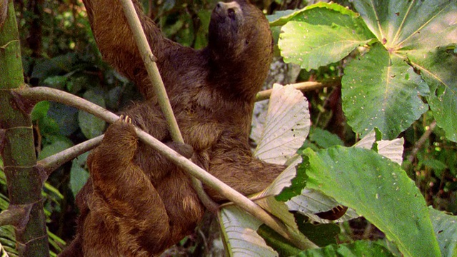 MS三趾树懒妈妈+婴儿坐在树枝上/坦波帕塔，秘鲁视频素材