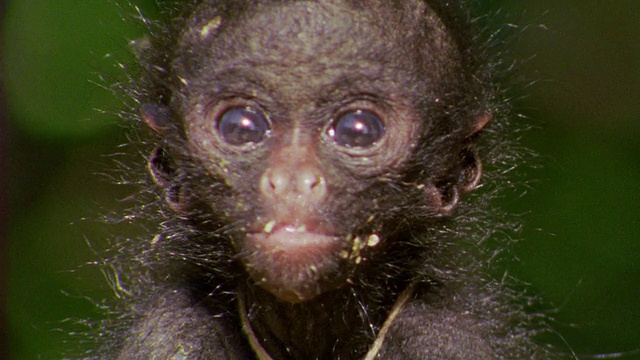 近距离观察黑蜘蛛小猴吃香蕉/秘鲁马努视频素材