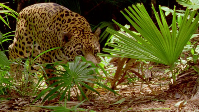 捷豹走向摄像机走出森林/伯利兹伯利兹动物园视频素材